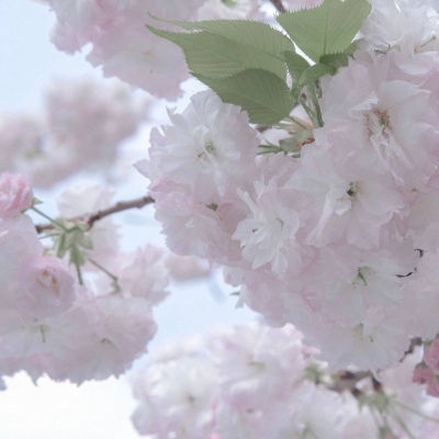 Furry插画线稿分享FurryQQ群